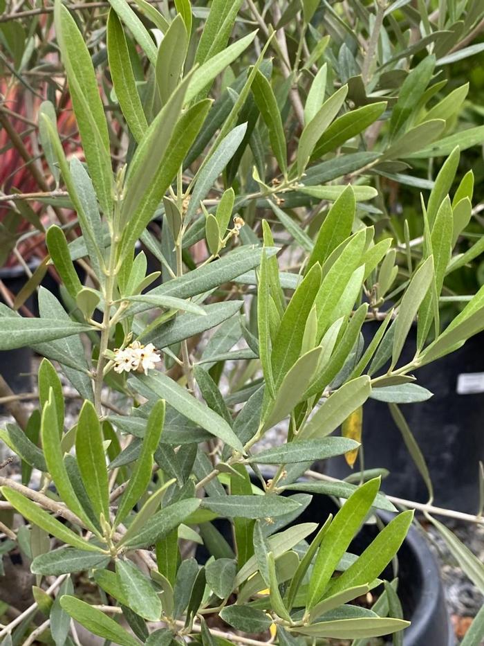 Olea europaea Fruitless