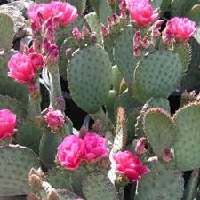 Opuntia hybrid Kelly's Choice