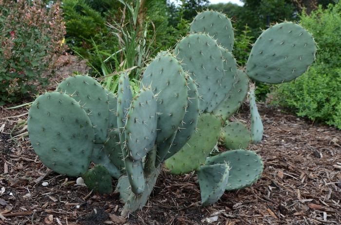 Opuntia engelmanni 