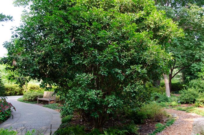 Osmanthus fragrans 