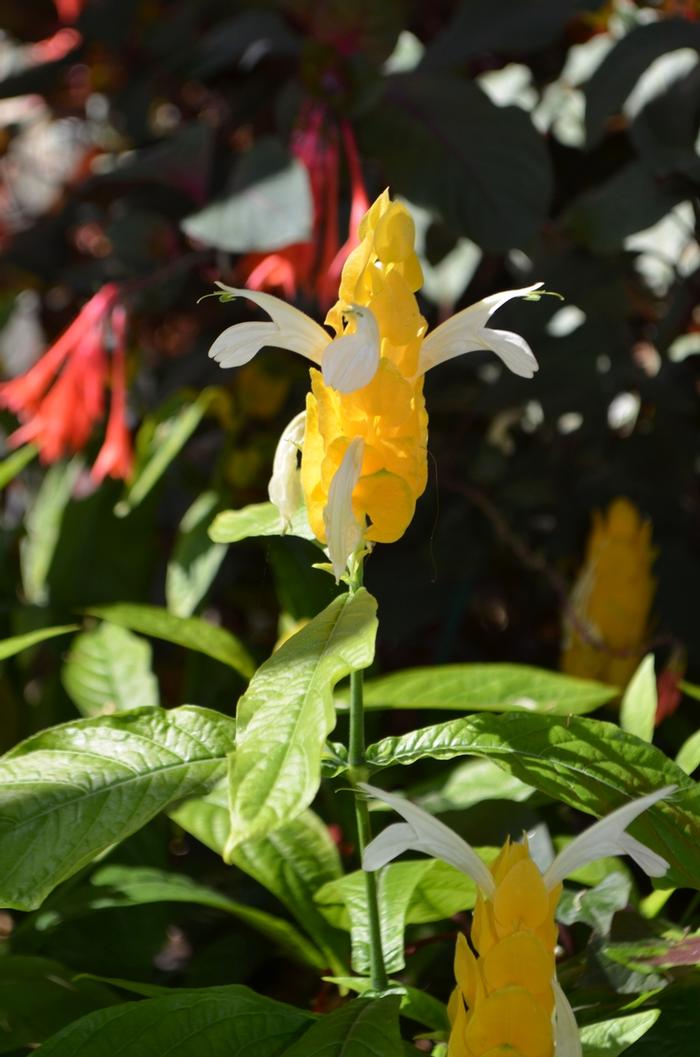 Pachystachys lutea 