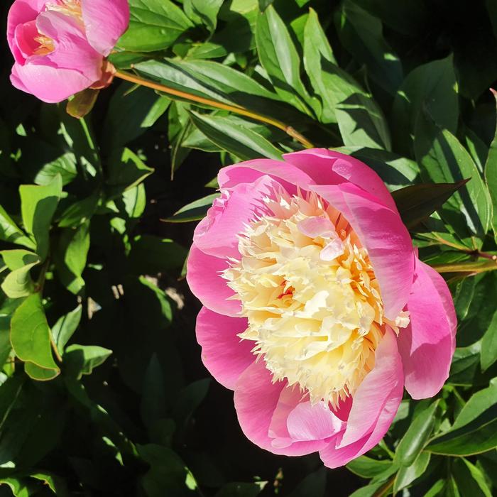 Paeonia lactiflora Bowl of Beauty