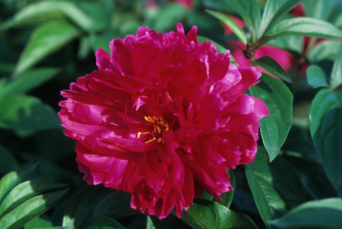 Paeonia lactiflora Karl Rosenfeld
