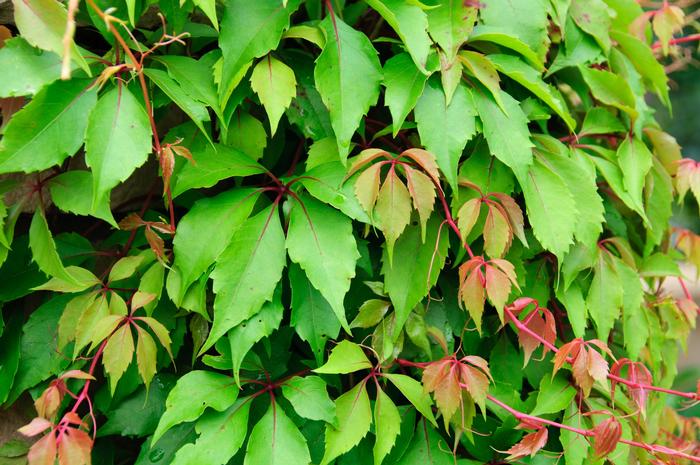 Parthenocissus Hacienda Creeper