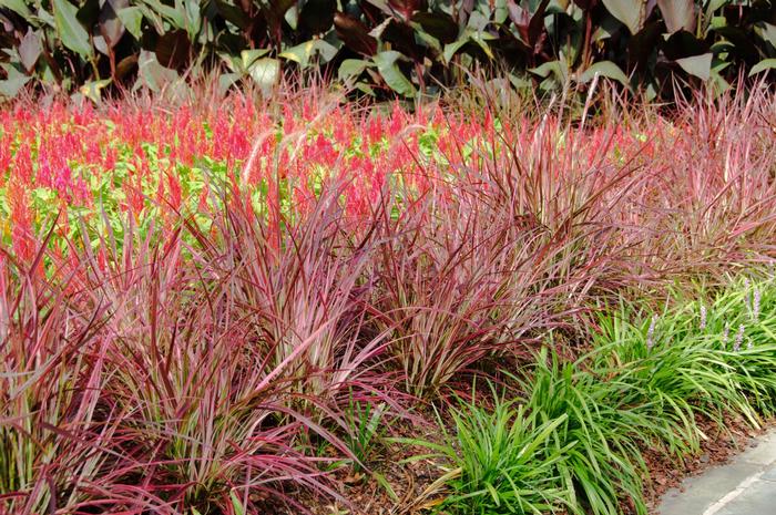 Pennisetum setaceum Graceful Grasses® Fireworks