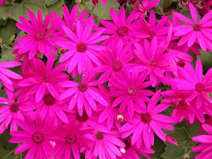 Pericallis Senetti&reg; Magenta