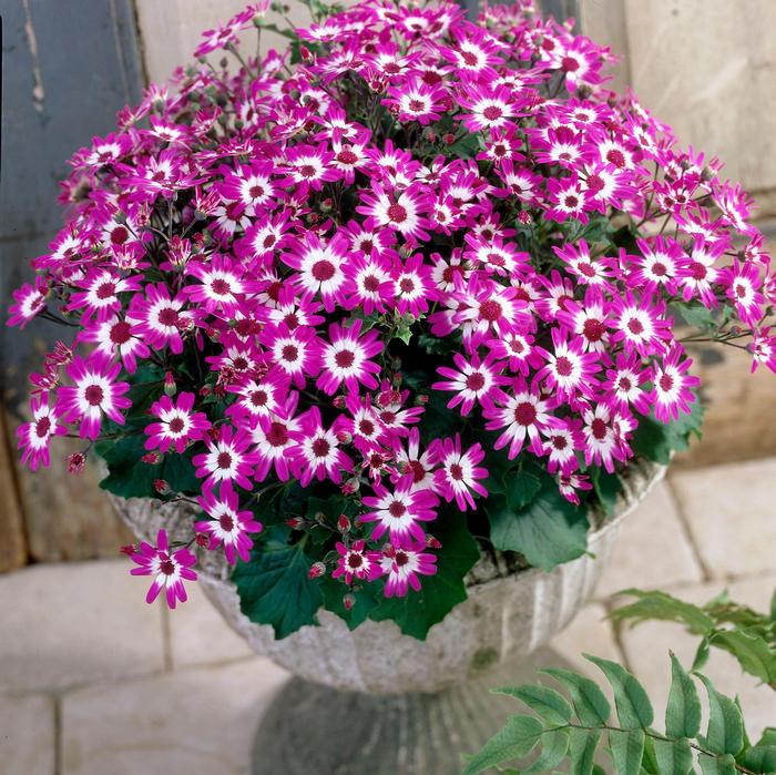 Pericallis Baby Senetti&reg; Magenta Bicolor