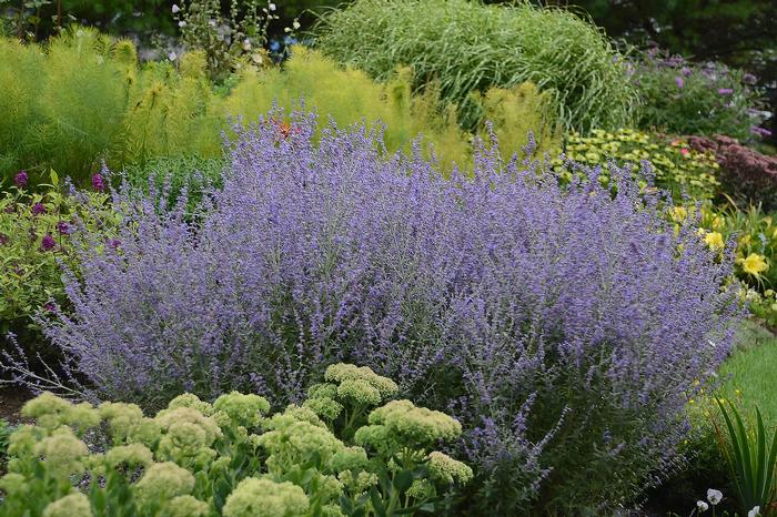 Perovskia atriplicifolia Rocketman