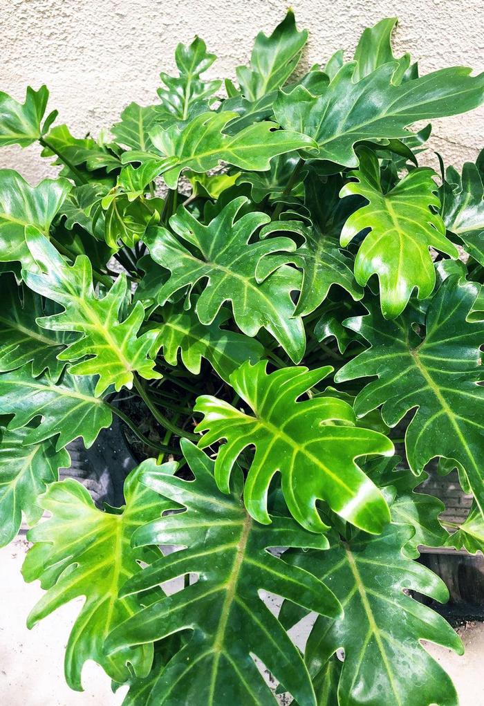 Philodendron Xanadu