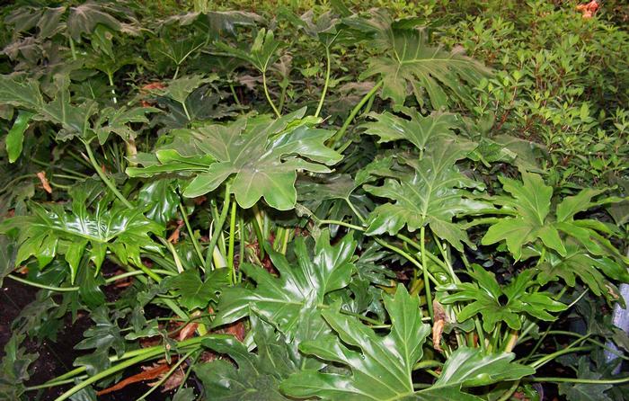 Philodendron selloum 