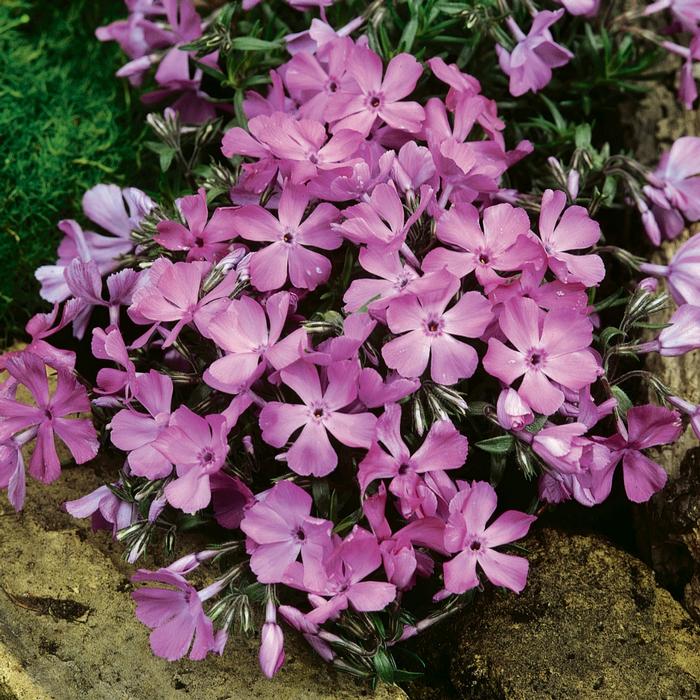 Phlox subulata McDaniel's Cushion