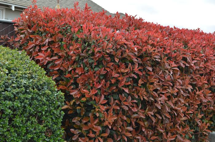 Photinia fraseri 