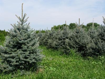 Picea pungens Fat Albert