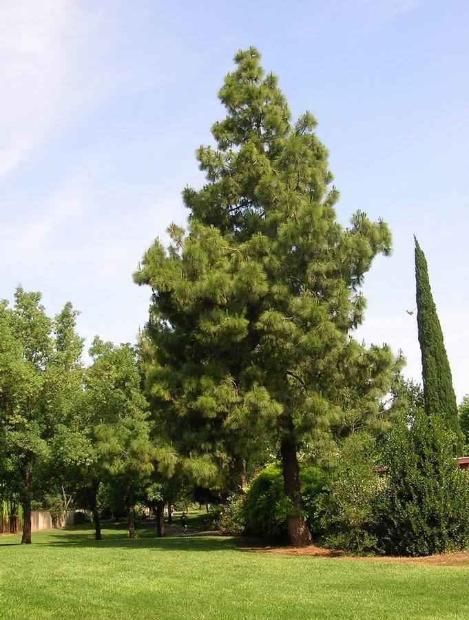 Pinus canariensis 