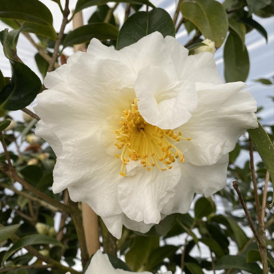 Camellia japonica Silver Waves