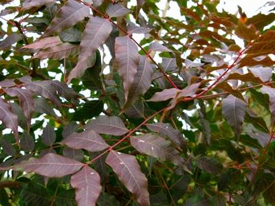 Pistacia chinensis 