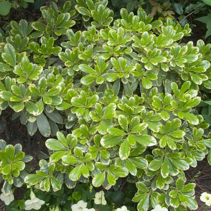 Pittosporum tobira Mojo®