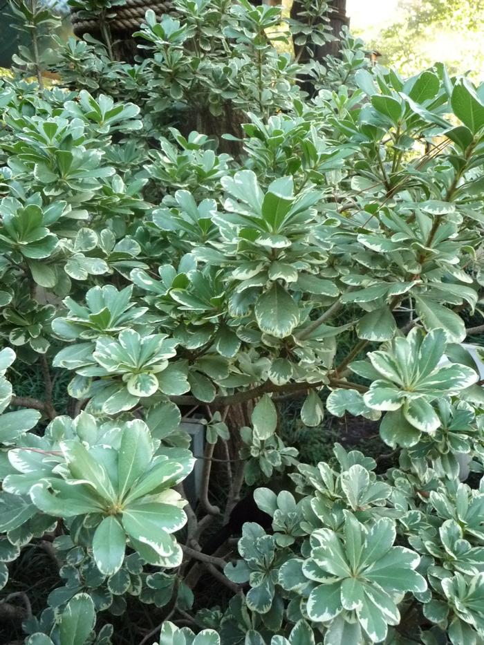 Pittosporum tobira Variegata