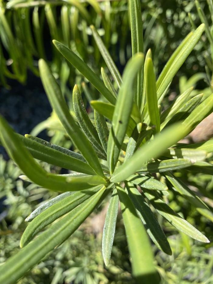 Podocarpus macrophyllus 
