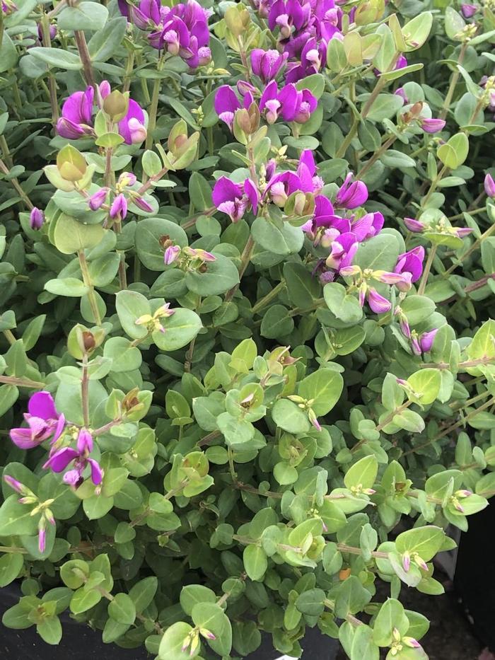 Polygala fruticosa Petite Butterflies