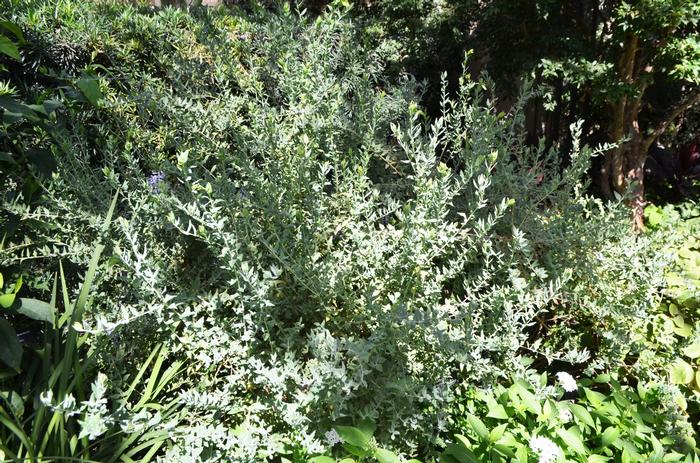 Polygala x dalmaisiana 