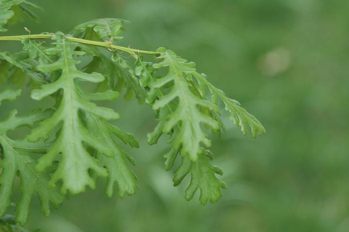 Quercus frainetto Forest Green®