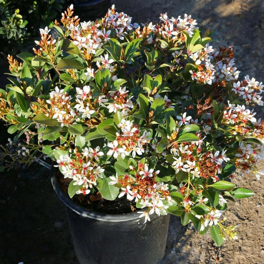 Rhaphiolepis indica Clara