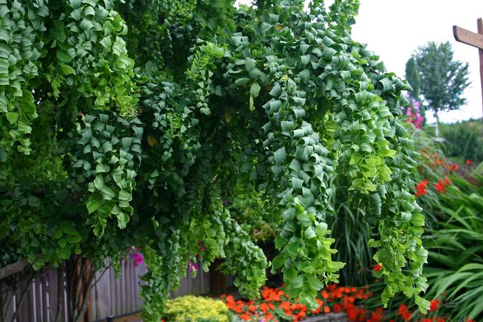 Robinia pseudoacacia Twisty Baby™