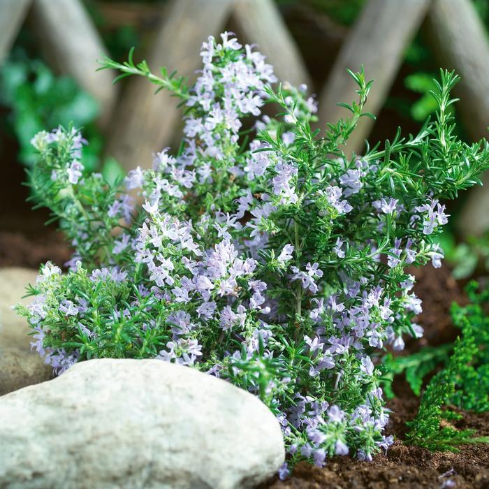 Rosmarinus officinalis Tuscan Blue