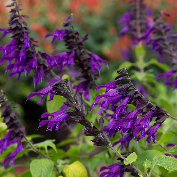 Salvia Amistad