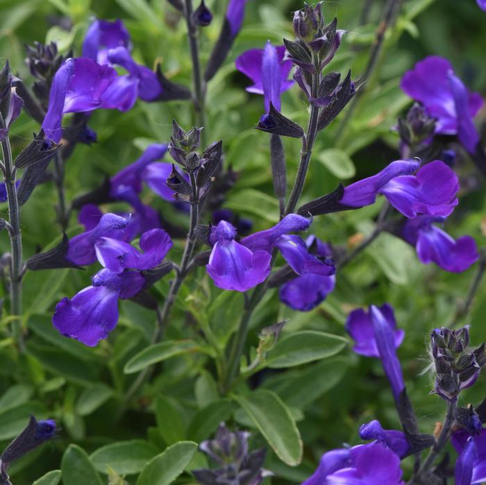 Salvia greggii Mirage&trade; Blue