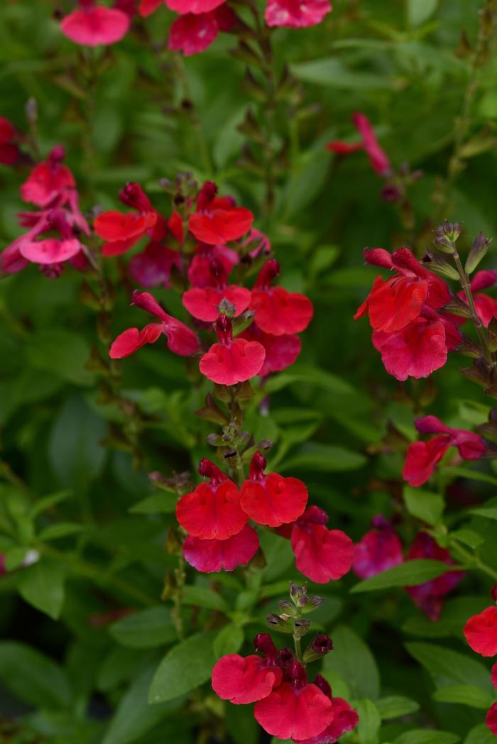 Salvia greggii Mirage&trade; Cherry Red