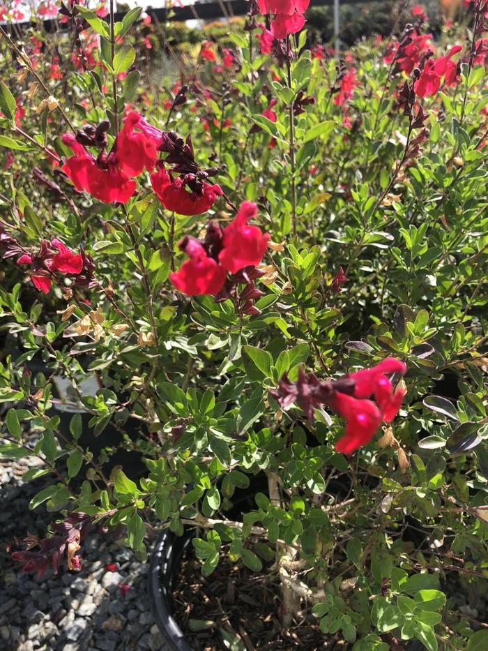Salvia greggii Flame