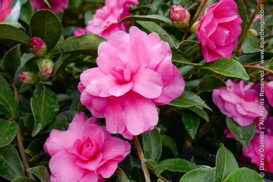 Camellia sasanqua Chansonette