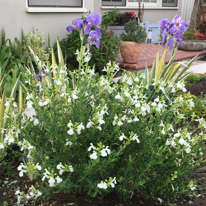 Salvia x jamensis VIBE® Ignition White