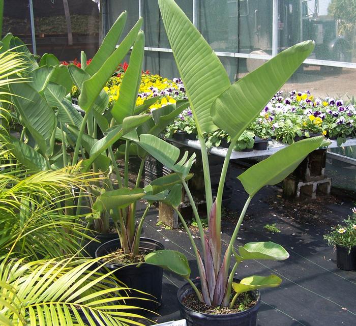 Strelitzia nicolai 