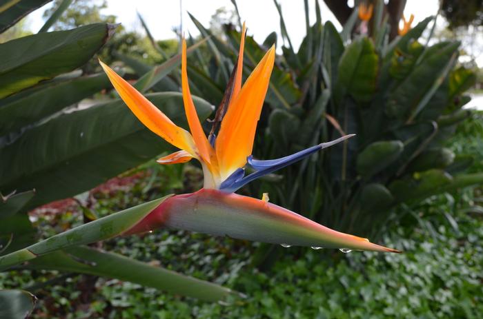 Strelitzia reginae 