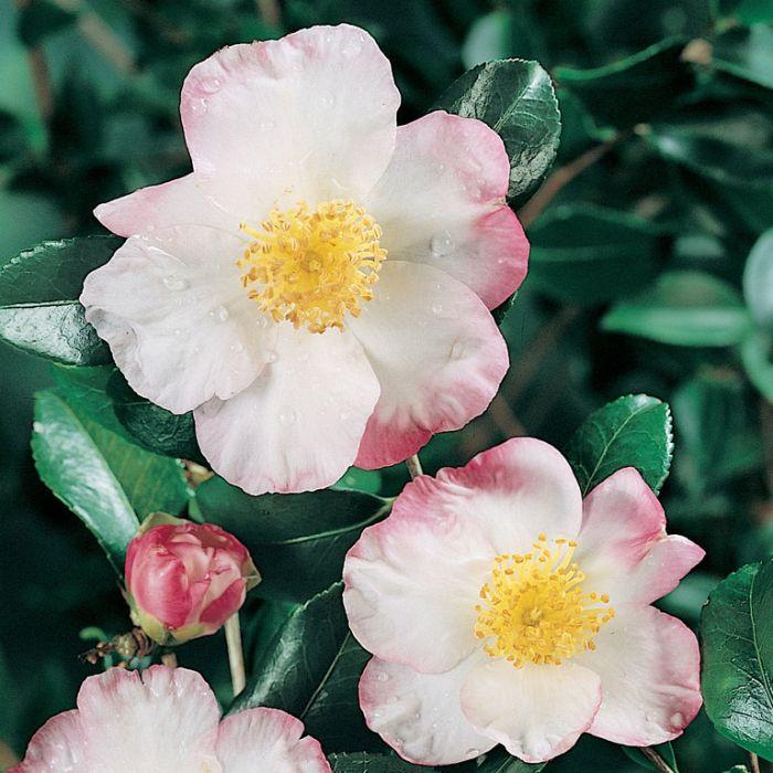 Camellia sasanqua Apple Blossom