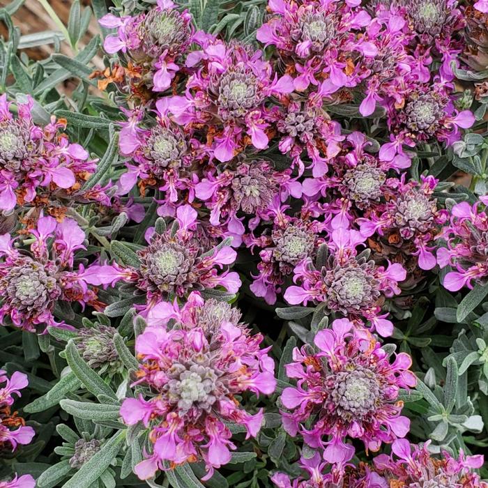 Teucrium majoricum (cossonii) 