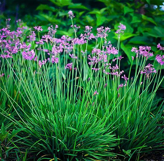 Tulbaghia violacea 
