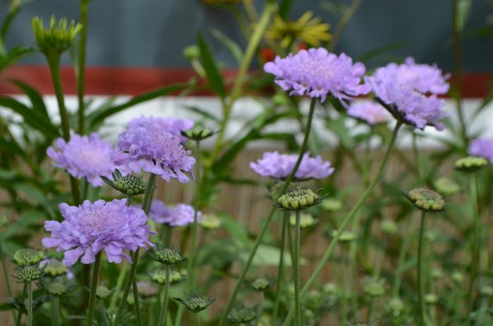 Scabiosa columbaria Giga Blue