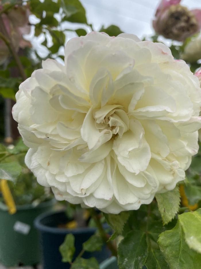 Rosa Tranquillity