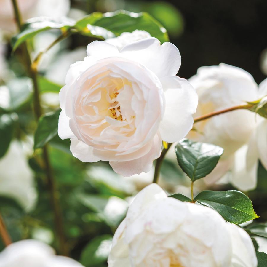Rosa Desdemona