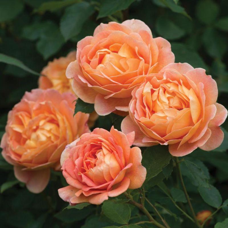 Rosa Lady of Shalott