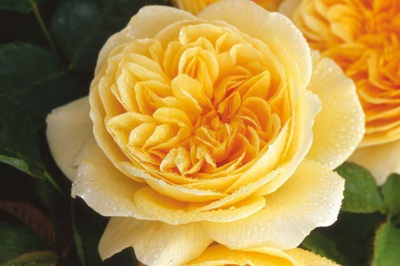 Rose Yellow Sunblaze