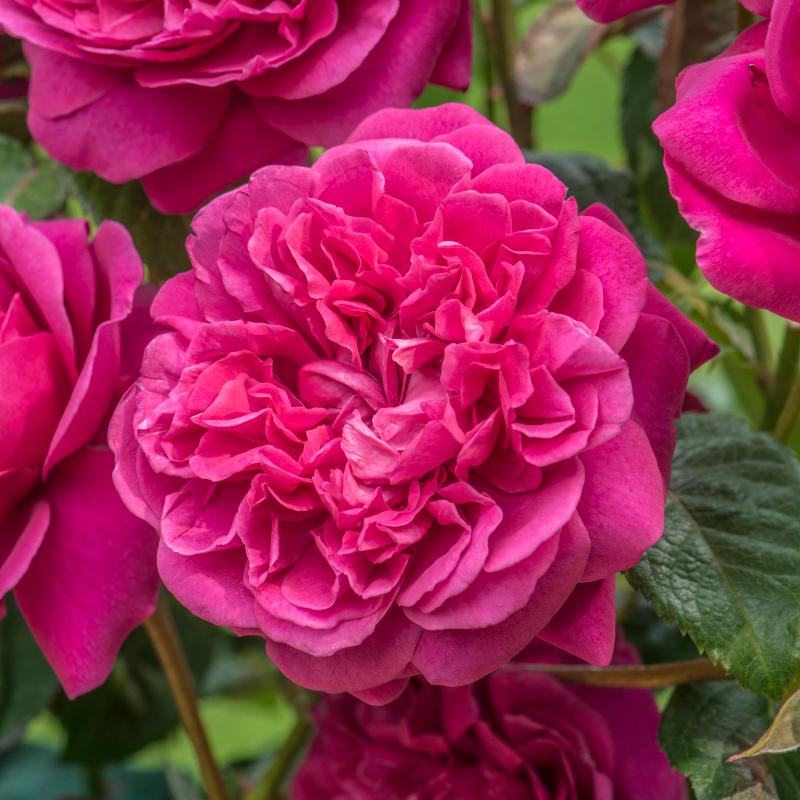 Rosa James L Austin