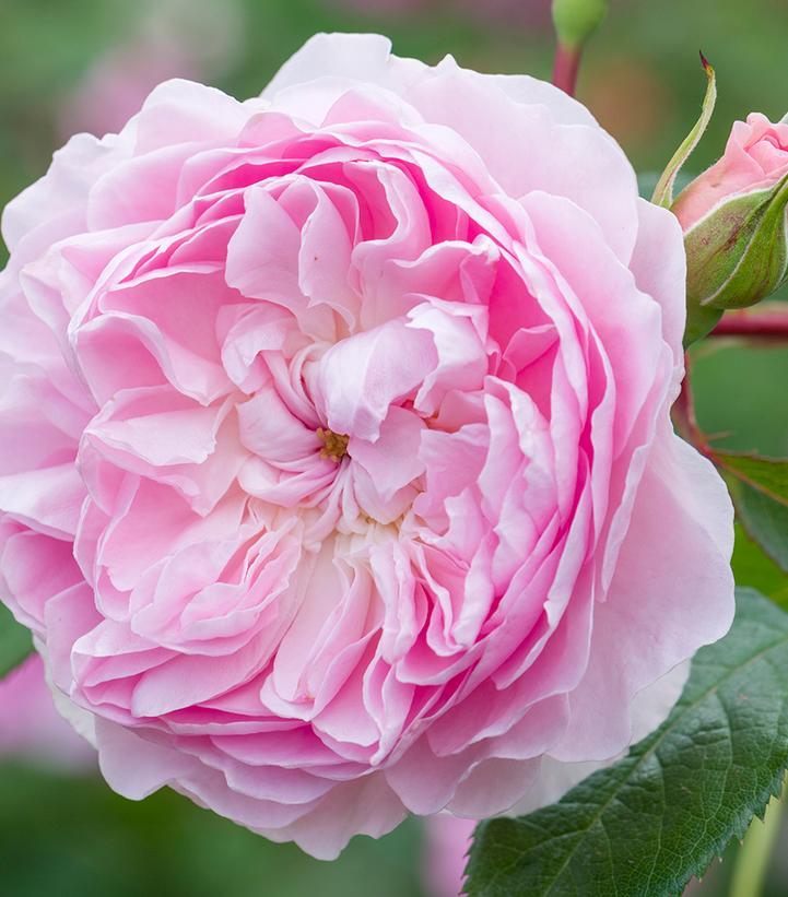 Rosa Silas Marner