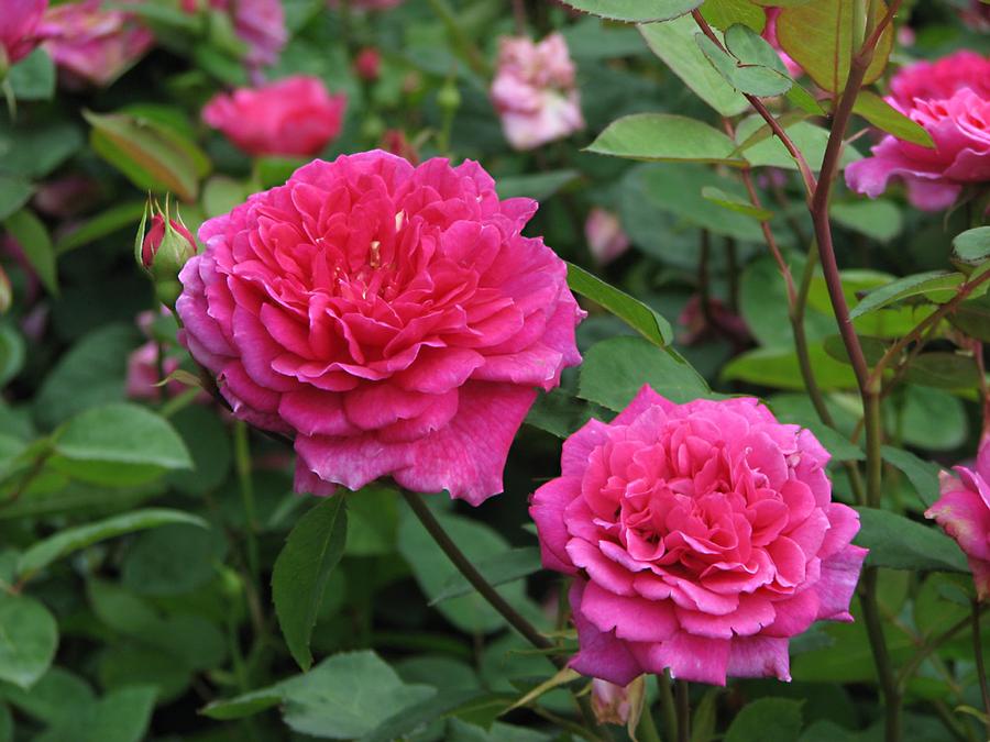 rosa Sophy's Rose