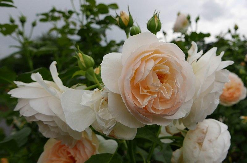 rosa Wollerton Old Hall
