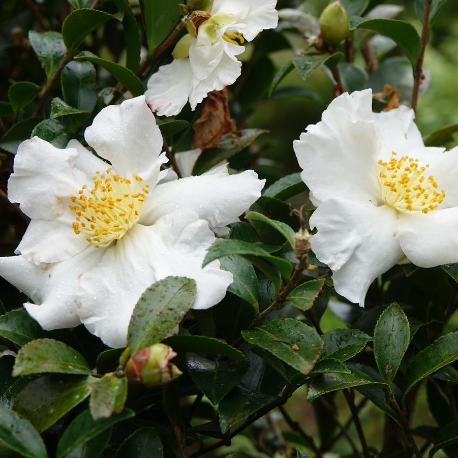 Camellia sasanqua Setsugekka
